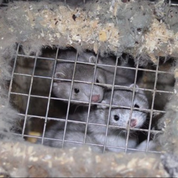 ‼️SAY NO TO MINK EYELASHES & COATS! 🧥👁 - Picture 9 of 16